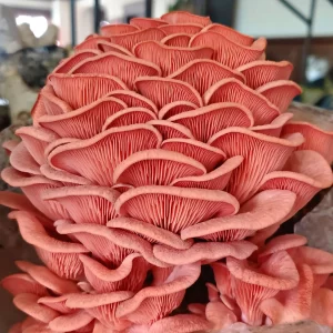 Pink Oyster